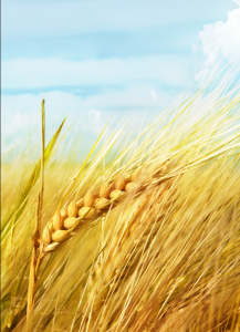 Газонная трава купить в Минске и РБ, Зерновые Ячмень семенной